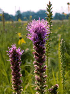Liatris s0039a